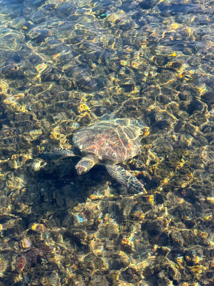 Sea turtle